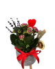 Kalonchoe lavanta